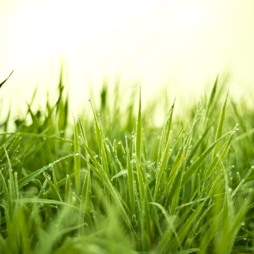 Alm. rajgræs Kaiman s.D