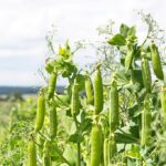 Græs fladbælg/Kikærter