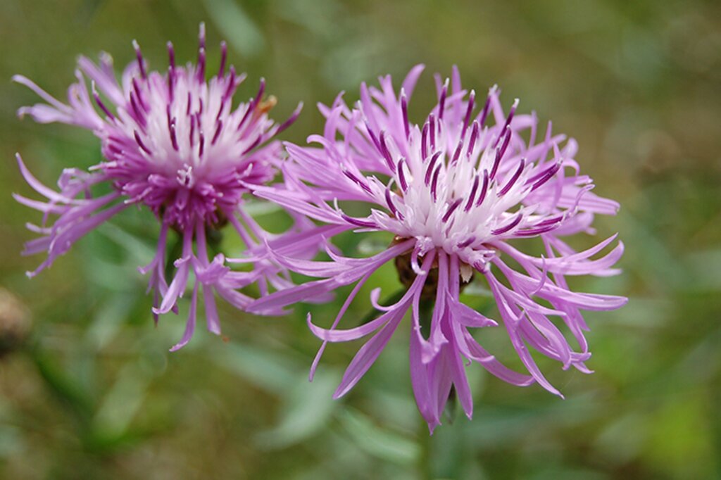 DSV - Efterafgrødeblanding 90/10 - Billede 2