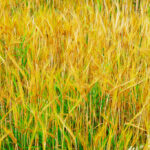 Vårtriticale