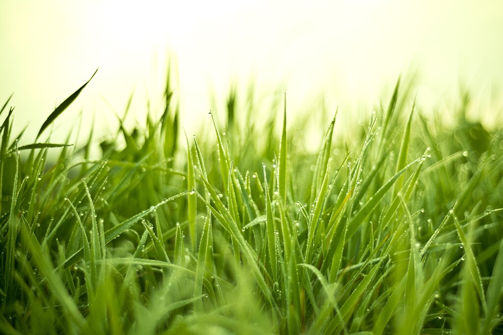 EAG- Græsblanding - Korn