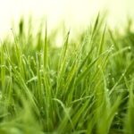 EAG - Græsblanding - Majs