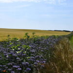 Øko-Blomsterbrak uden græs