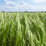 Vårbyg Sortsblanding - Stairway, Florence, KWS Thalis