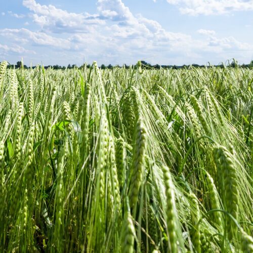 Vårbyg Sortsblanding - Stairway, Florence, KWS Thalis