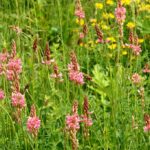 ØkoFrø Esparsette Frø