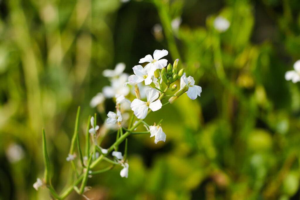 Olieræddike Radetzky