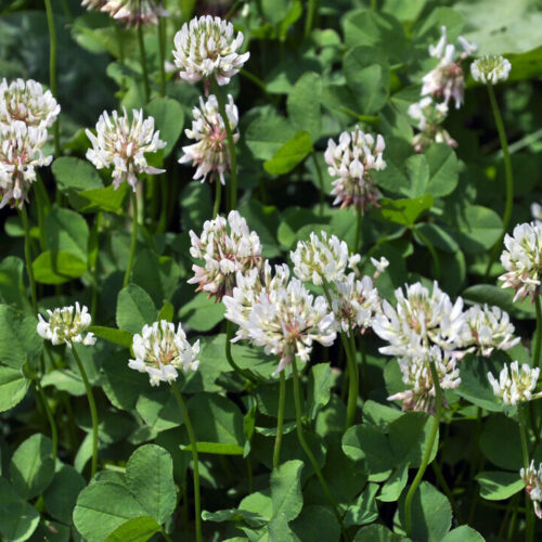Hvidkløver Liflex storbl.