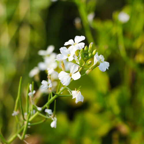 DSV - Efterafgrødeblanding 90/10