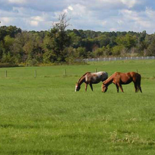 Frøblanding Øko-Heste Struktur