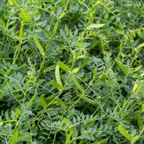 ØkoFrø CN-Efterår