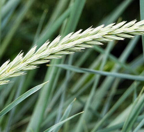 Alm. rajgræs Arnando mt.D