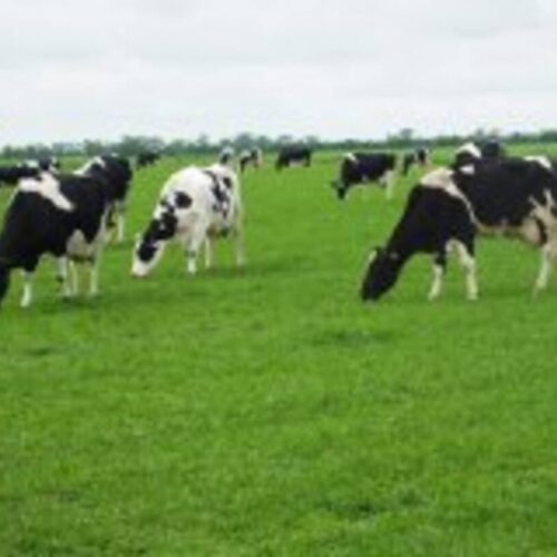 Frøblanding Ø 35 m.urter